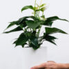 Adenium Flower Fairy – Bonsai-Like Outdoor Flower Plant - Image 2