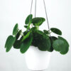 Haworthia Attenuata Succulent Plant - Image 2