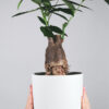 Money Plant - Golden Pothos, Devil ivy - Image 2