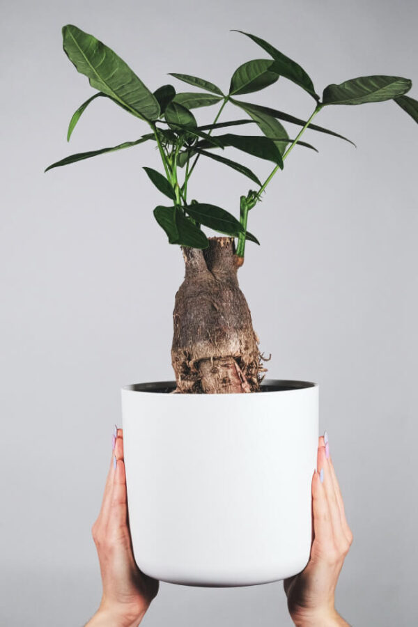 Money Plant - Golden Pothos, Devil ivy - Image 2