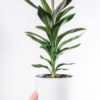 Crassula Ovata Plant - Image 2