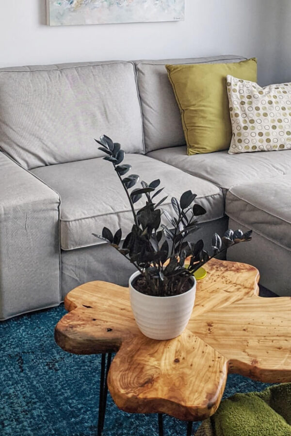 Jade Plant - Indoor Good Luck Succulent - Image 2