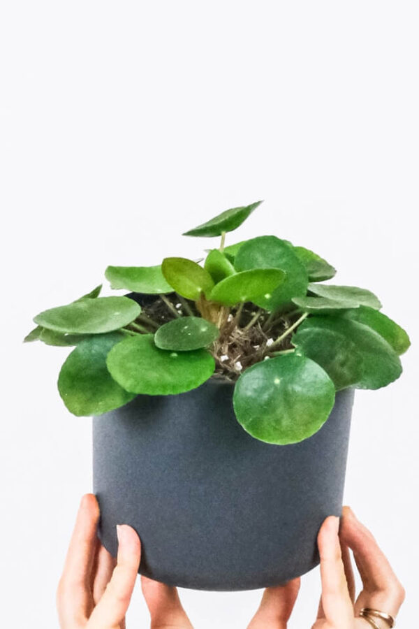 4 Layer Lucky Bamboo Plant - Image 2