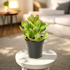 Crassula Ovata Plant