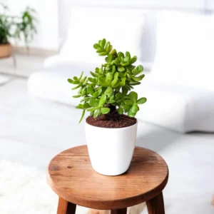 Jade Plant - Indoor Good Luck Succulent