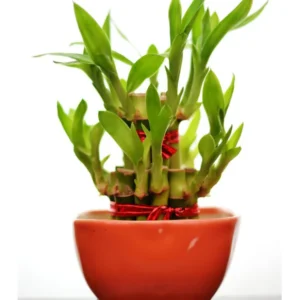 2 Layer Lucky Bamboo with Ceramic Pot